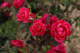 Rose Bush Care