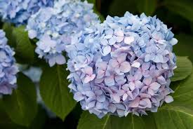 BIGLEAF HYDRANGEAS (Hydrangea macrophylla)